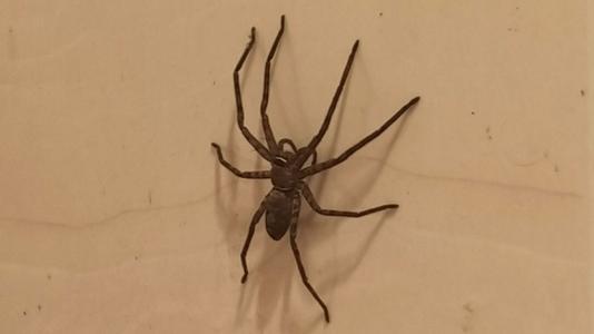 南方蟑螂的可怕之处，当北方人到了南方之后