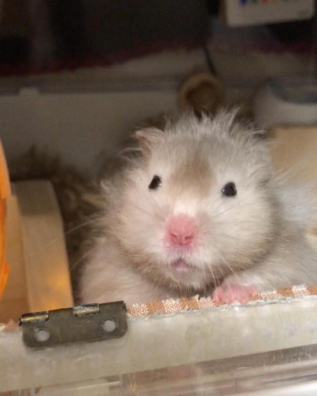 小仓鼠怎么喝水，小仓鼠不知道怎么喝水该怎么办（会严重影响仓鼠的健康）