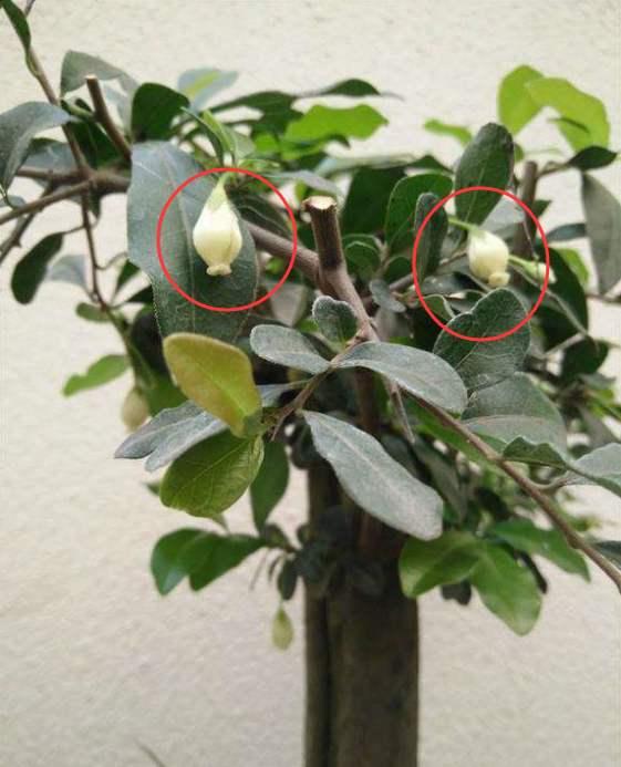 金弹子开花期间怎样管理，金弹子开花期间如何管理（金弹子进入花期）