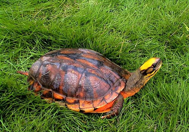 乌龟寿命最长多少年，乌龟的寿命最长有多长（“千年王八万年龟”是真的吗）