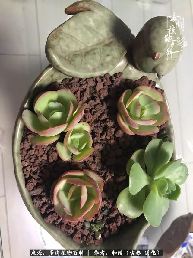 买肉，买肉的正确方法和注意事项