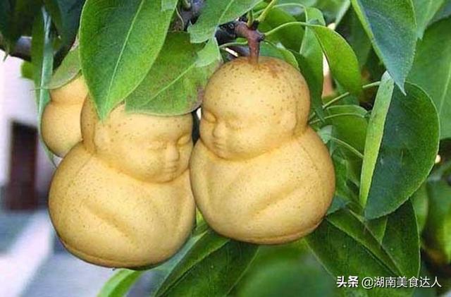 莲雾是什么水果，4种好看不好吃的水果