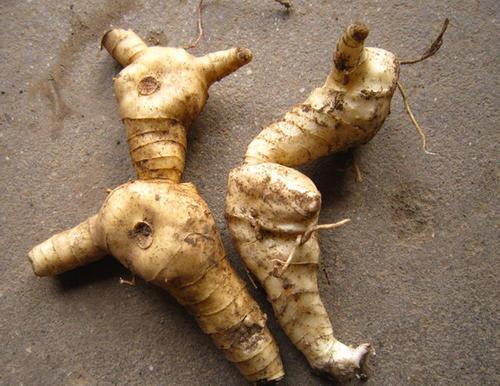 山姜和野生姜有什么区别，农村有一种姜叫