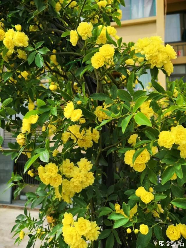 春夏秋冬四季什么花好看，这十种花几乎一年四季都开花