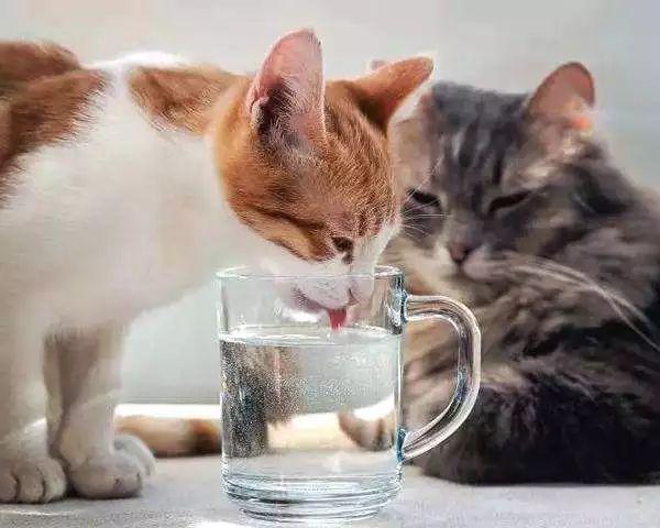 猫咪可以喝温水吗，猫咪能喝煮开的水吗（天冷了，猫咪也要多喝热水）