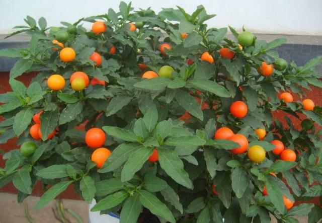 八种常见有毒花，这15种大毒花