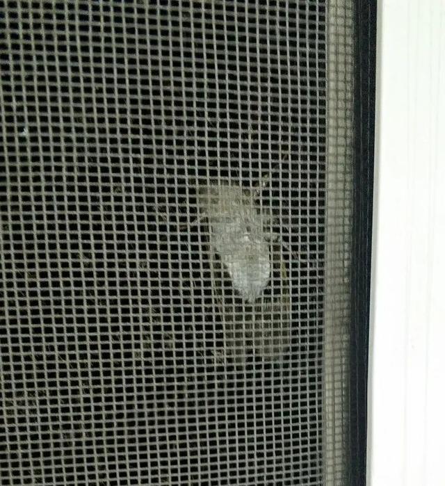 蝉一共有几种种类，青岛当地叫“截流”。主要有三种