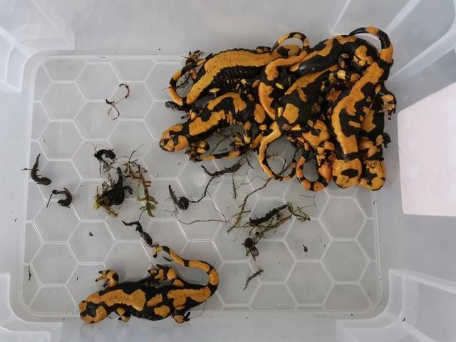 什么样的蝾螈有毒，被北京海关截获的19只火蝾螈