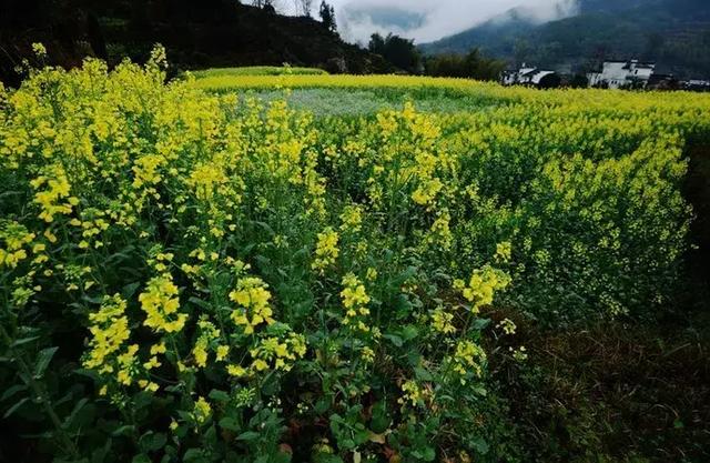 江西有哪些地方，江西旅游景点必去十处地方（2021年GDP排行榜出炉）