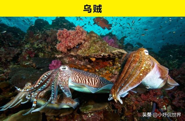 世界上看不见还隐身的动物，9种天生会隐形的动物