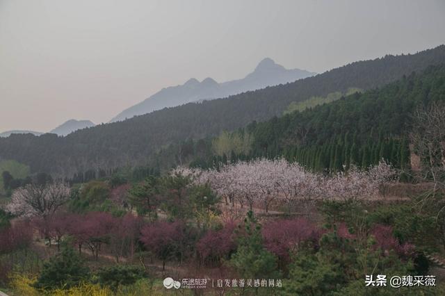 泰安荷花景点推荐，各种花儿次第开放