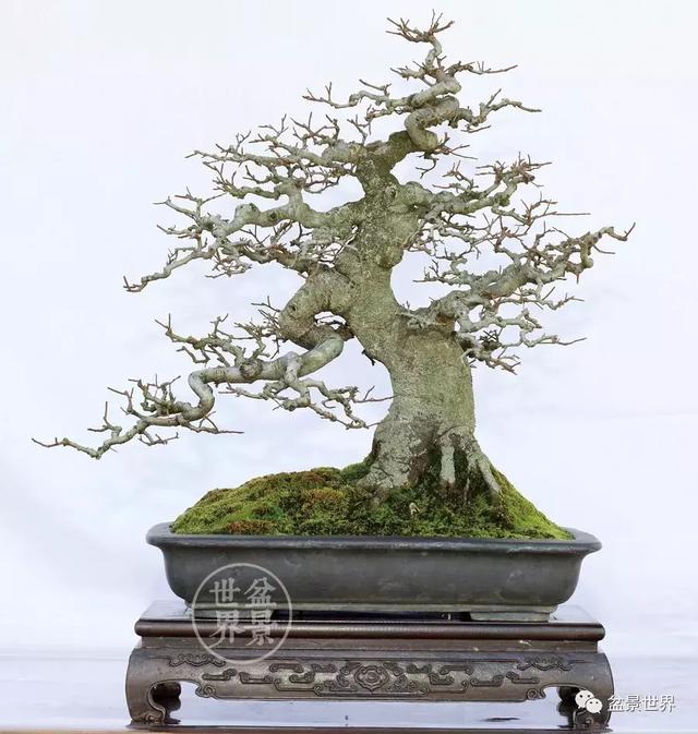 黄杨盆景大全，黄就成老师盆景精品欣赏