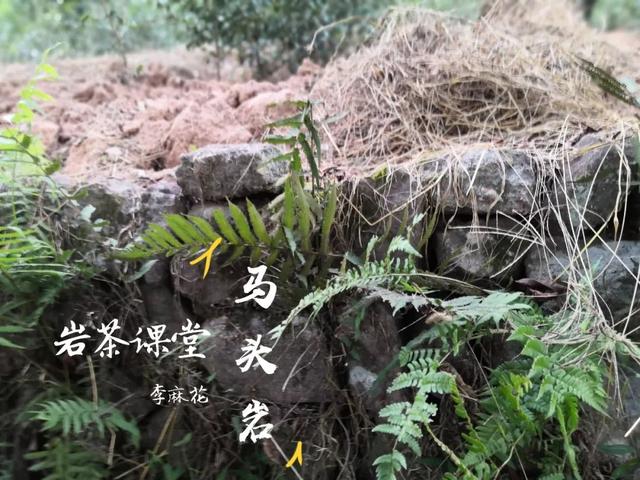 马头岩肉桂是高档茶吗，武夷岩茶肉桂是好茶吗（马头岩肉桂为什么紧随牛栏坑肉桂之后）