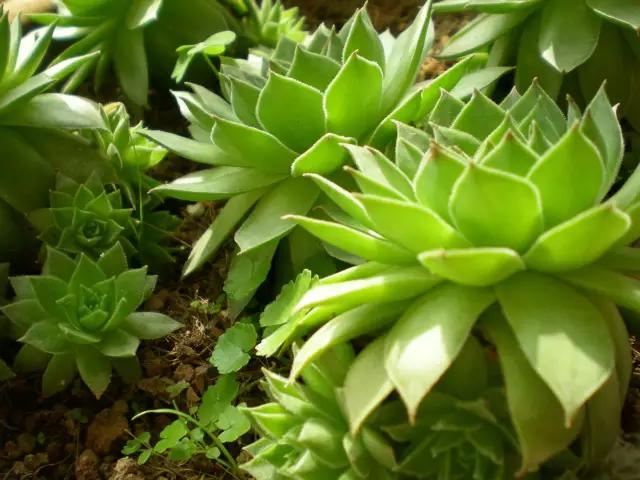 观音莲怎么繁殖，观音莲的繁殖养护（早春养观音莲）