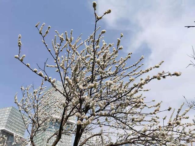 清明适合赏花的地方，纷纷春雨过后是最美人间四月天