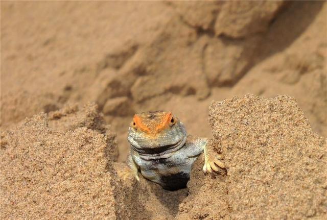 黄喉蜂虎最早什么年代出现的，黄喉蜂虎