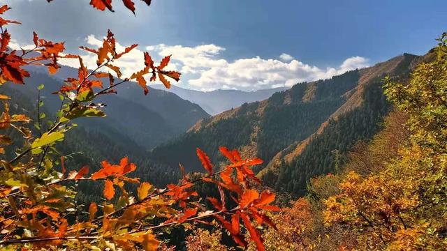 人间仙境满山红叶，原来是峨眉山的树叶红了……