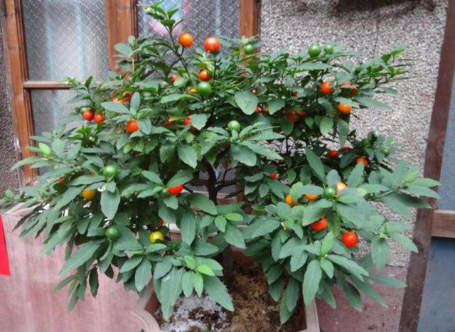 八种常见有毒花，这15种大毒花