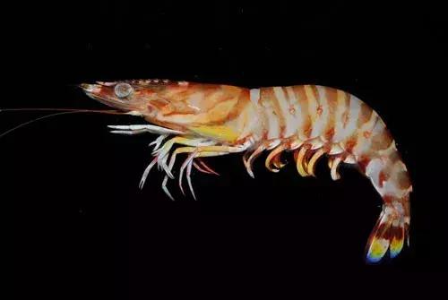 对虾一般有几个品种，基围虾、明虾、白对虾