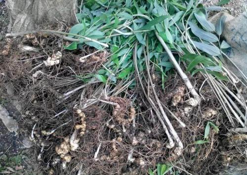 山姜和野生姜有什么区别，农村有一种姜叫