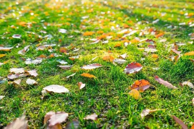 武汉大学的樱花，武汉大学赏樱花去哪里（报！武汉大学早樱开了）