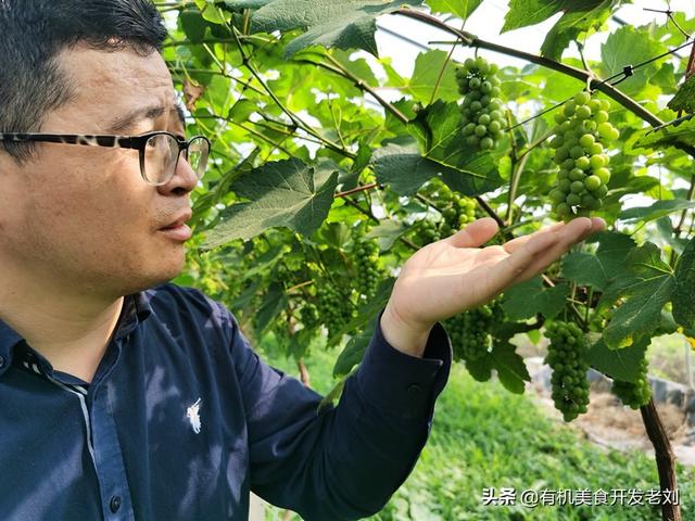 智利车厘子品种，如何选择智利车厘子