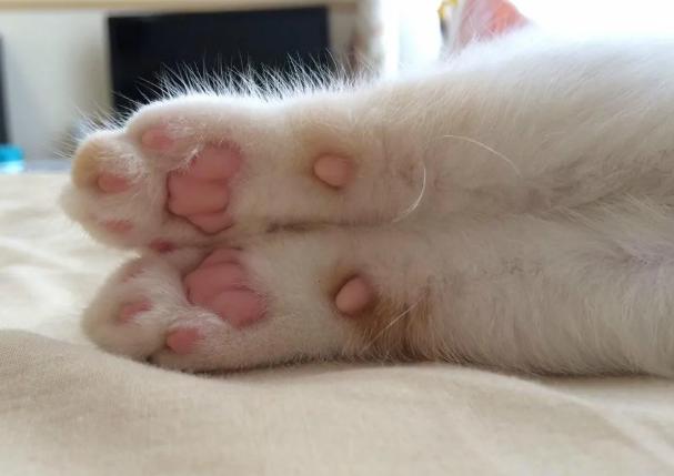 如何从猫咪的肉垫看出性格，猫咪的肉垫形状