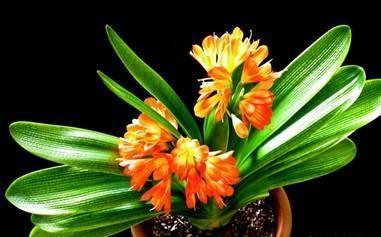 君子兰怎么浇水，君子兰的养殖方法和浇水方法