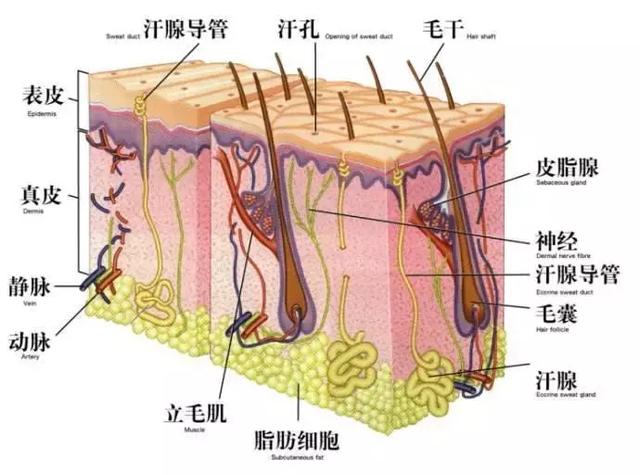 去鸡皮肤最有效的方法，去鸡皮肤的最有效方法（夏天令人讨厌的‘“鸡皮肌肤”’）