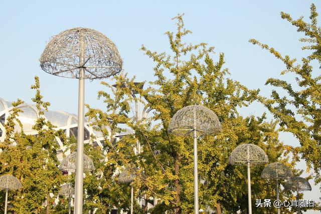 奥林匹克大道公园，奥林匹克公园美景图（小岛土著都不一定了解哦）