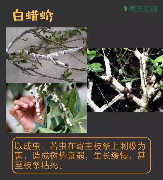 常见蚧类害虫汇总，蚧虫类虫害