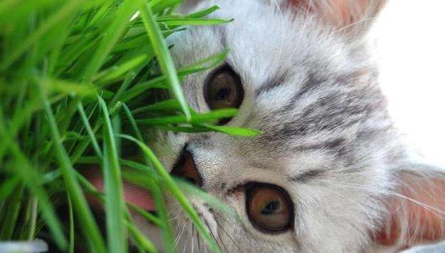 猫咪为什么痴迷吃草，猫咪为什么会吃草