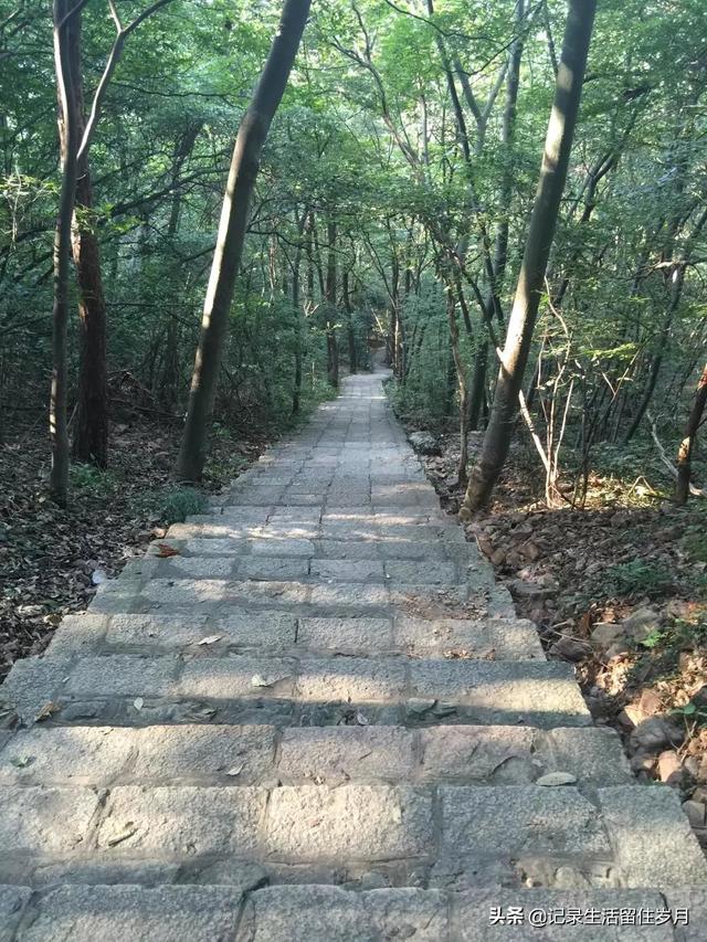 南京小众景点紫金山，登南京紫金山游记