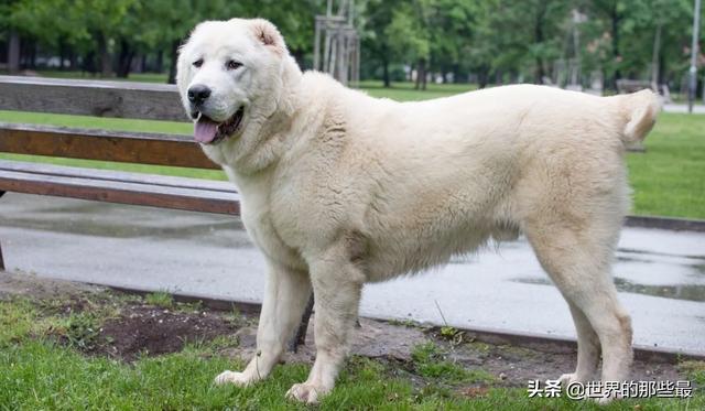 犬科动物有哪些，犬科动物排行榜