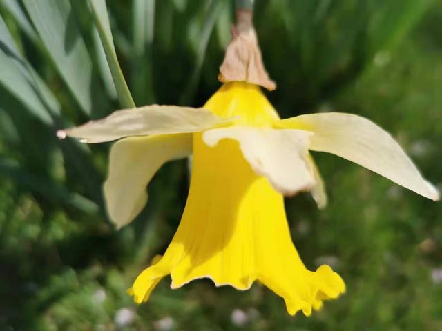 清明适合赏花的地方，纷纷春雨过后是最美人间四月天