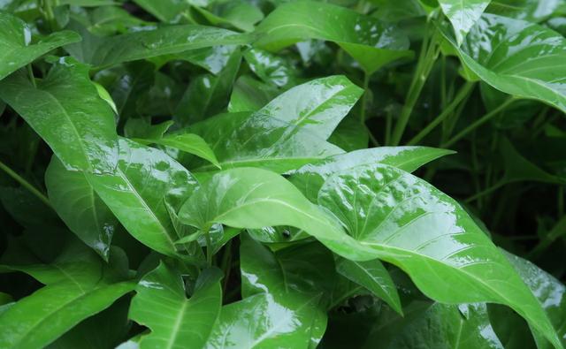 空心菜种植时间和方法，空心菜种植的方法和时间（空心菜什么时候播种）