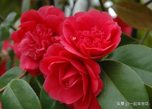 茶水可以浇花吗，茶水浇花的正确方法