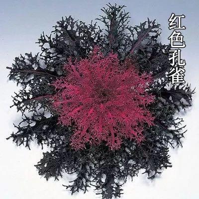 冬天比较耐冻的花，这花冬天不怕冷
