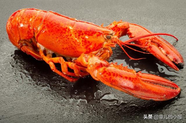 远古时代巨型龙虾，永葆青春真的不再是神话