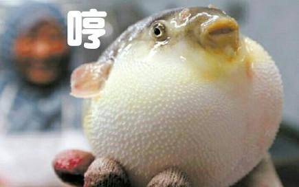 河豚是最常见却又最昂贵的东西，它到底生活在河里还是海里