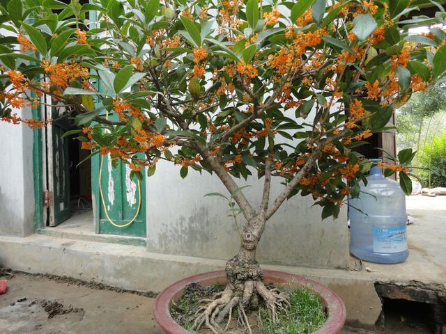 二十种风水树排名，5种富贵树