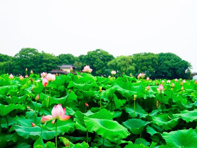 杭州有什么玩的，杭州游玩必去20大景点