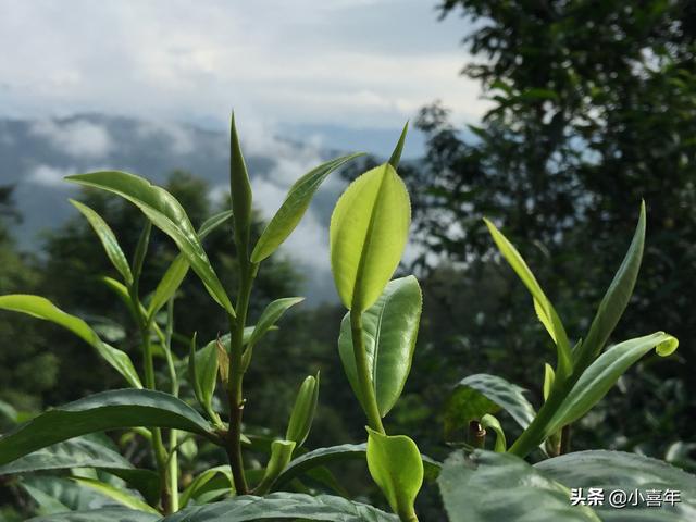 什么叫冰岛普洱茶茶语，为什么叫易武景迈