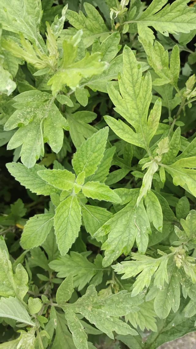 如何在家自己做艾草膏，教你制作无添加艾草薄荷膏