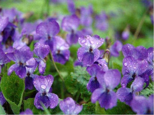 花的寓意和内涵，花的寓意象征