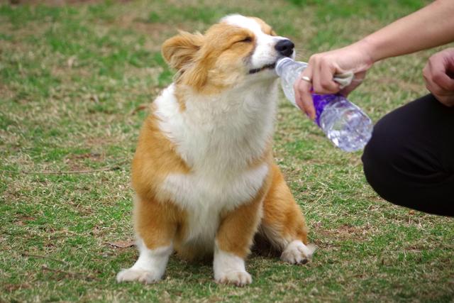 柯基吃的食物，这几种食物对柯基犬很