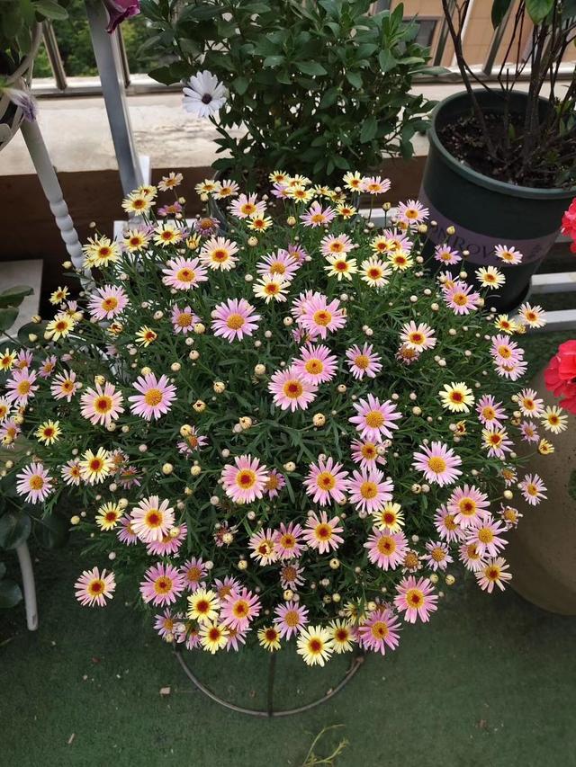 玛格丽特的春天，春天什么花爆盆好养