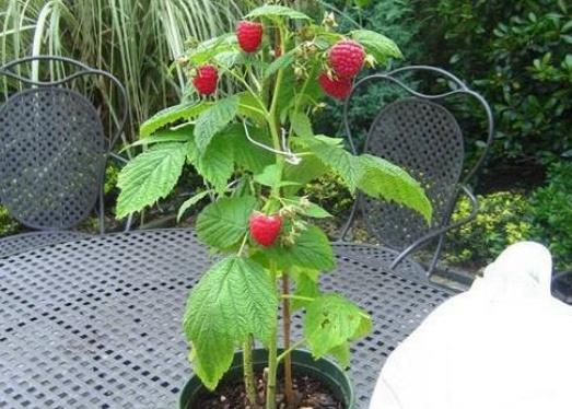 一年结八次果的水果树，树莓的种植方法