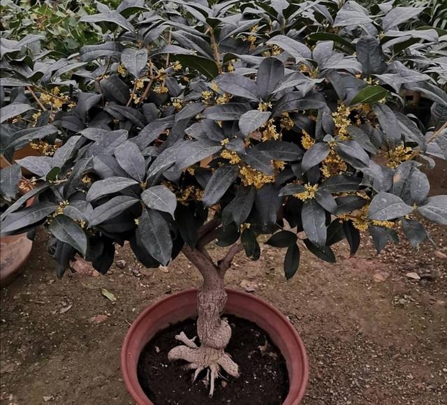 桂花的开花期多长，桂花长花苞期给它补上1种肥