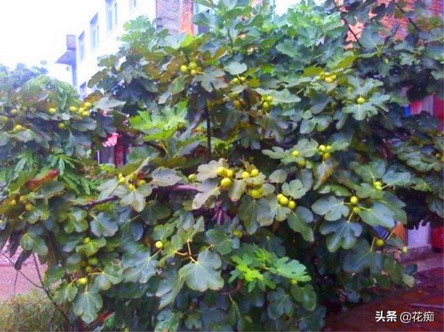 北方适合种植的无花果品种，耐寒又好吃的无花果品种